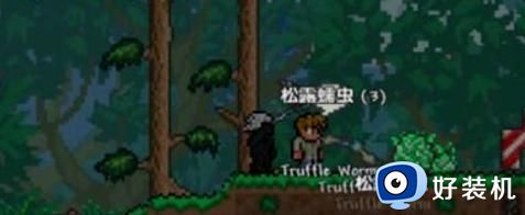 泰拉瑞亚松露虫怎么快速抓捕 泰拉瑞亚松露虫快速抓捕攻略