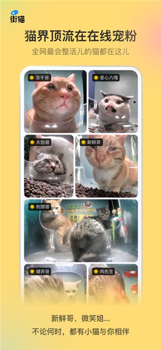 街猫安卓版