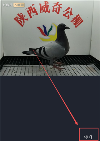 青鸽网最新版